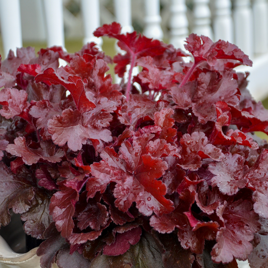 Dolce® 'Cherry Truffles' Coral Bells (Heuchera)
