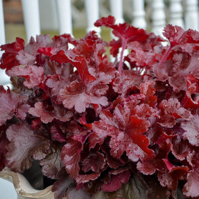 Dolce 'Cherry Truffles' Coral Bells up close.