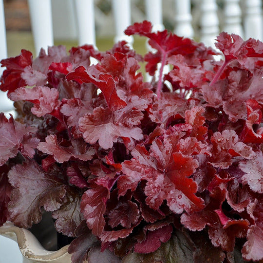 Dolce® 'Cherry Truffles' Coral Bells (Heuchera)