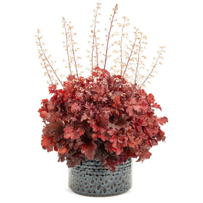 Dolce® 'Cherry Truffles' Coral Bells (Heuchera hybrid)