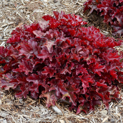 Dolce 'Cherry Truffles' Coral Bells in focus.