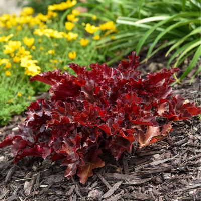 Dolce® 'Cherry Truffles' Coral Bells (Heuchera hybrid)