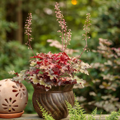 Dolce® 'Cherry Truffles' Coral Bells (Heuchera hybrid)