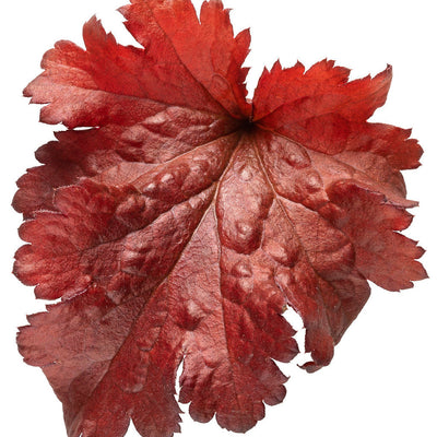 Dolce 'Cherry Truffles' Coral Bells in macro.