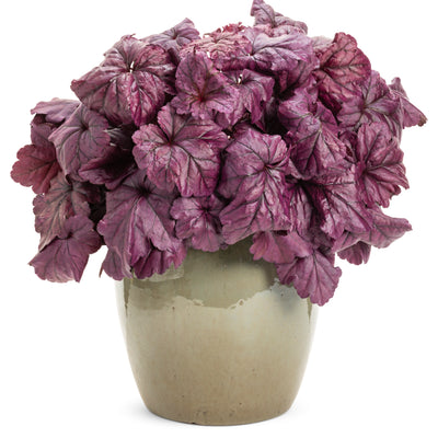 Dolce® 'Wildberry' Coral Bells (Heuchera hybrid)