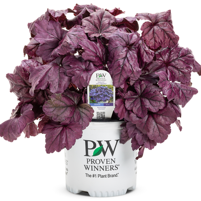 Dolce® 'Wildberry' Coral Bells (Heuchera hybrid)