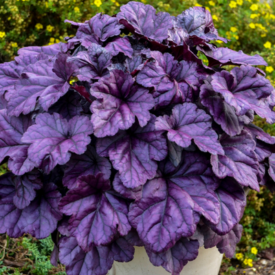 Dolce 'Wildberry' Coral Bells in focus.