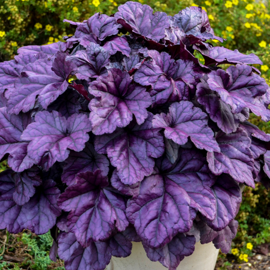 Dolce® 'Wildberry' Coral Bells (Heuchera)