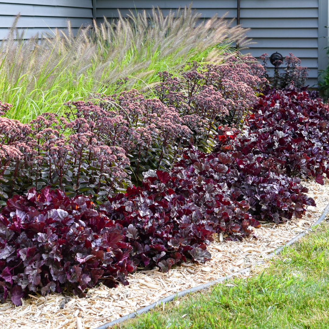 VALIEM ASURA ×Willing plant bitter Sサイズ Coral Bells | Dolce® 'Wildberry' | Proven Winners® Perennials