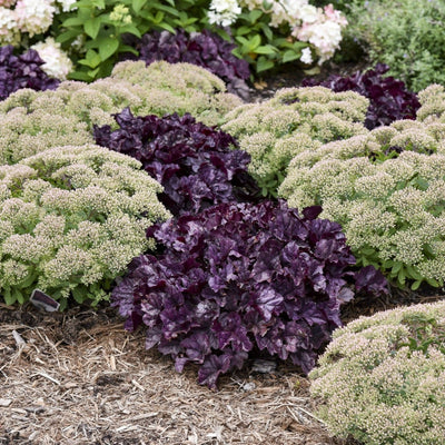 Dolce 'Wildberry' Coral Bells in use.