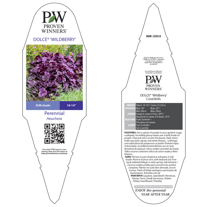 Coral Bells | Dolce® 'Wildberry' | Proven Winners® Perennials