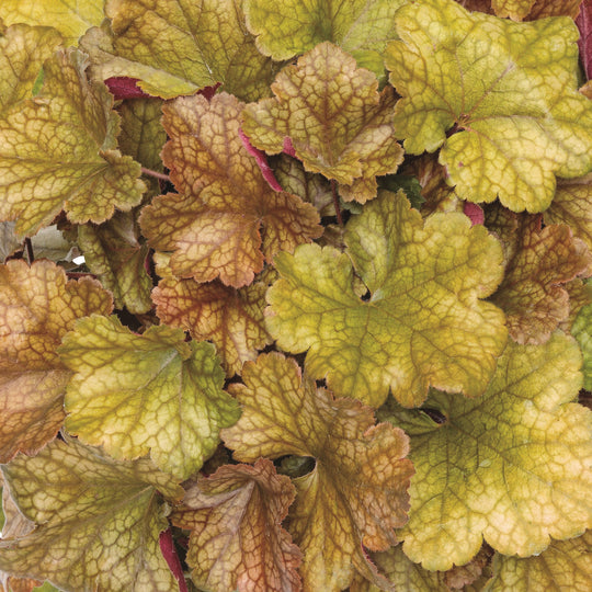 Dolce® 'Toffee Tart' Coral Bells (Heuchera)
