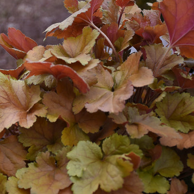 Dolce 'Toffee Tart' Coral Bells up close.