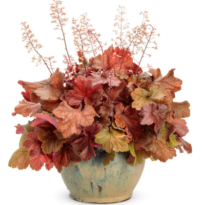 Dolce® 'Toffee Tart' Coral Bells (Heuchera hybrid)