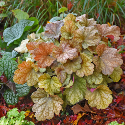 Dolce 'Toffee Tart' Coral Bells in use.