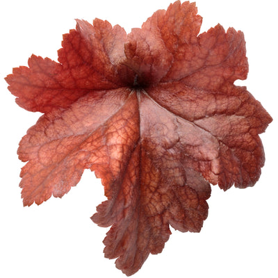 Dolce® 'Toffee Tart' Coral Bells (Heuchera hybrid)