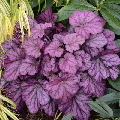 Dolce 'Wild Rose' Coral Bells up close.