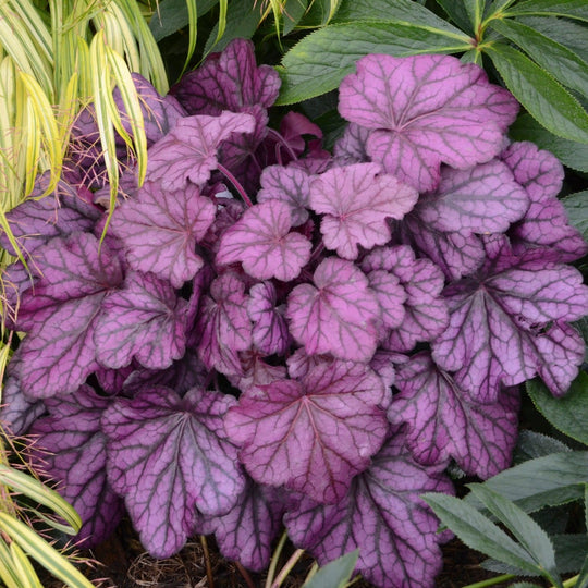 Primo® 'Wild Rose' Coral Bells (Heuchera)