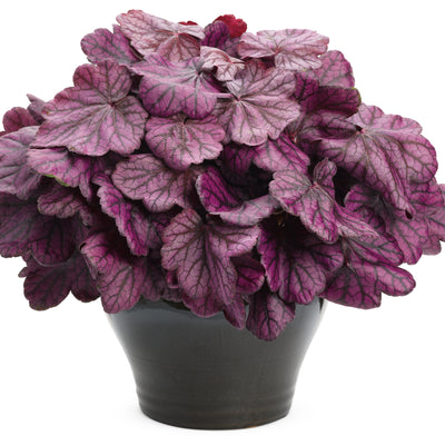 Primo® 'Wild Rose' Coral Bells (Heuchera hybrid)