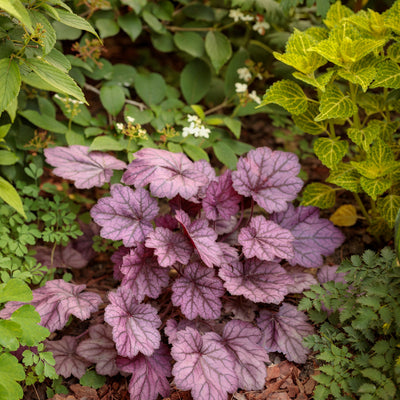 Dolce 'Wild Rose' Coral Bells in use.