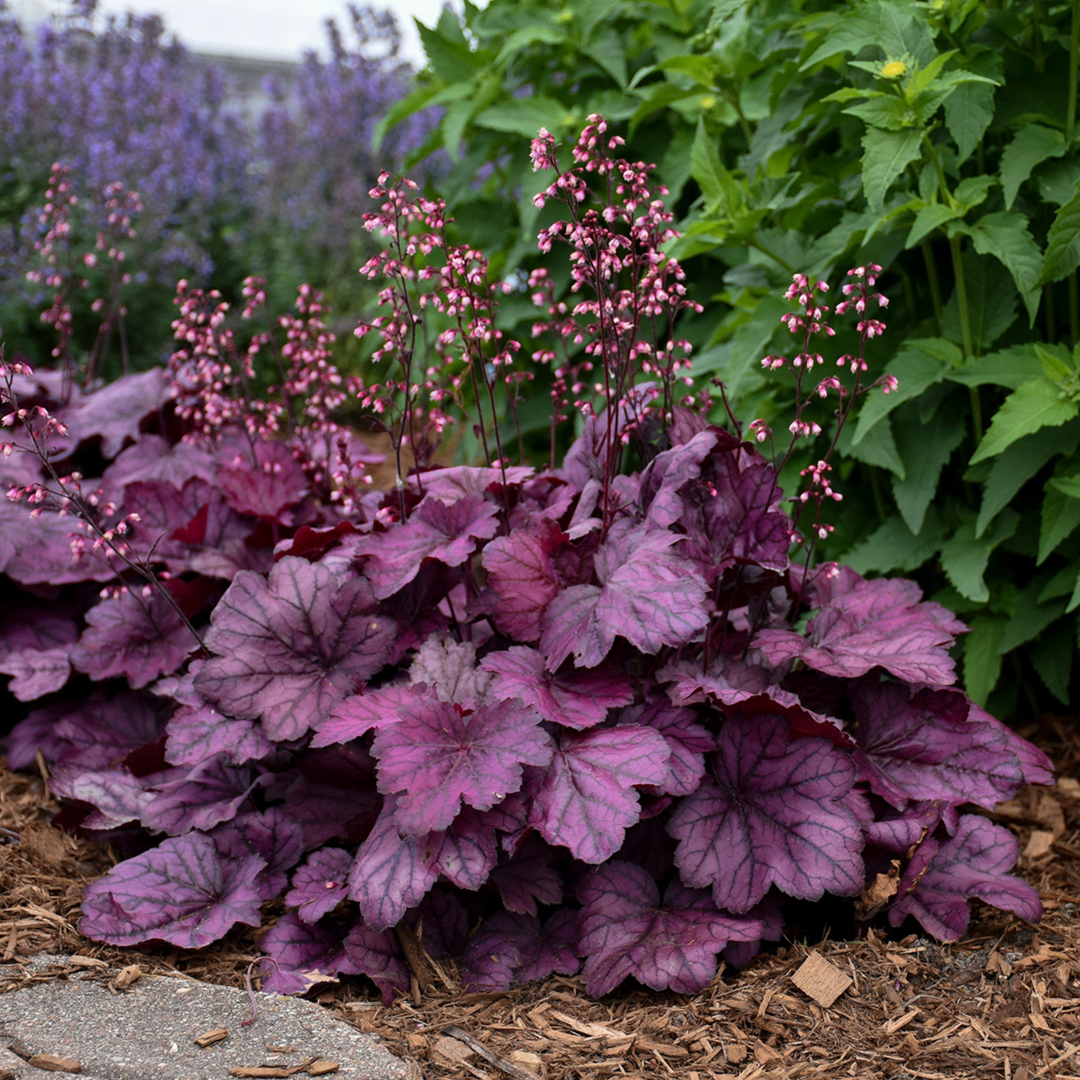 Coral Bells | Primo® 'Wild Rose' | Proven Winners® Perennials