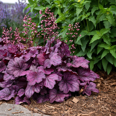 Dolce 'Wild Rose' Coral Bells in use.