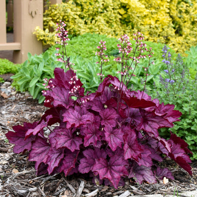 Dolce 'Wild Rose' Coral Bells in use.