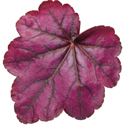 Primo® 'Wild Rose' Coral Bells (Heuchera hybrid)