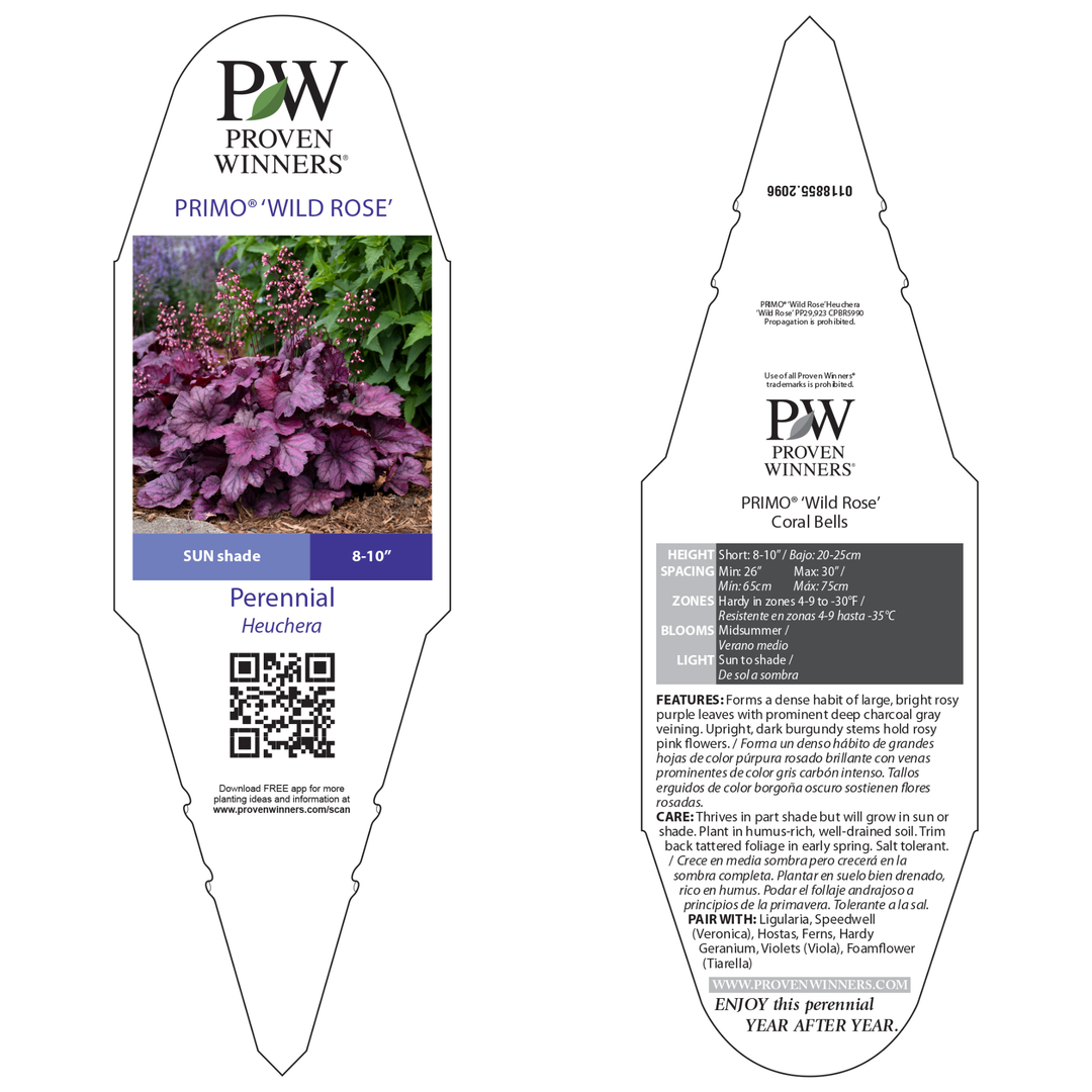 Coral Bells | Primo® 'Wild Rose' | Proven Winners® Perennials
