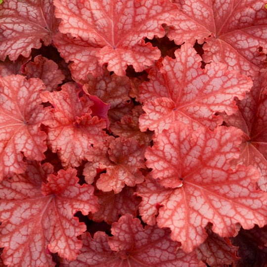 Dolce® 'Peachberry Ice' Coral Bells (Heuchera)
