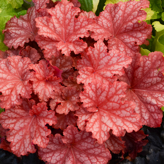 Primo® 'Peachberry Ice' Coral Bells (Heuchera)