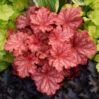 Dolce 'Peachberry Ice' Coral Bells up close.