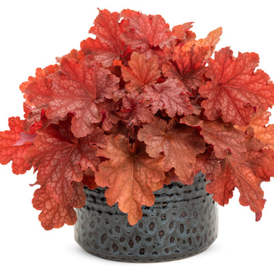 Dolce® 'Peachberry Ice' Coral Bells (Heuchera hybrid)