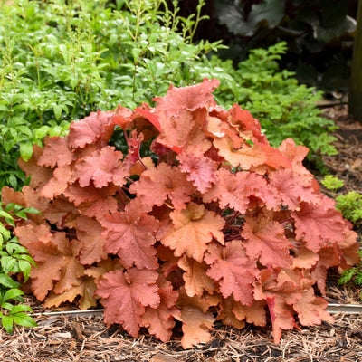 Dolce 'Peachberry Ice' Coral Bells in focus.