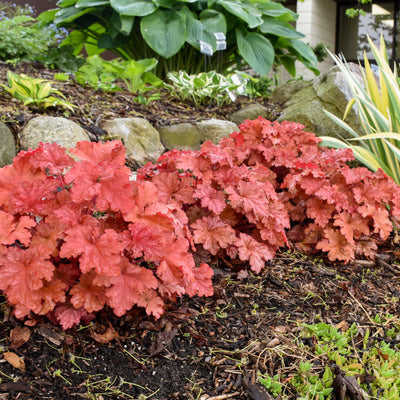 Dolce 'Peachberry Ice' Coral Bells in use.