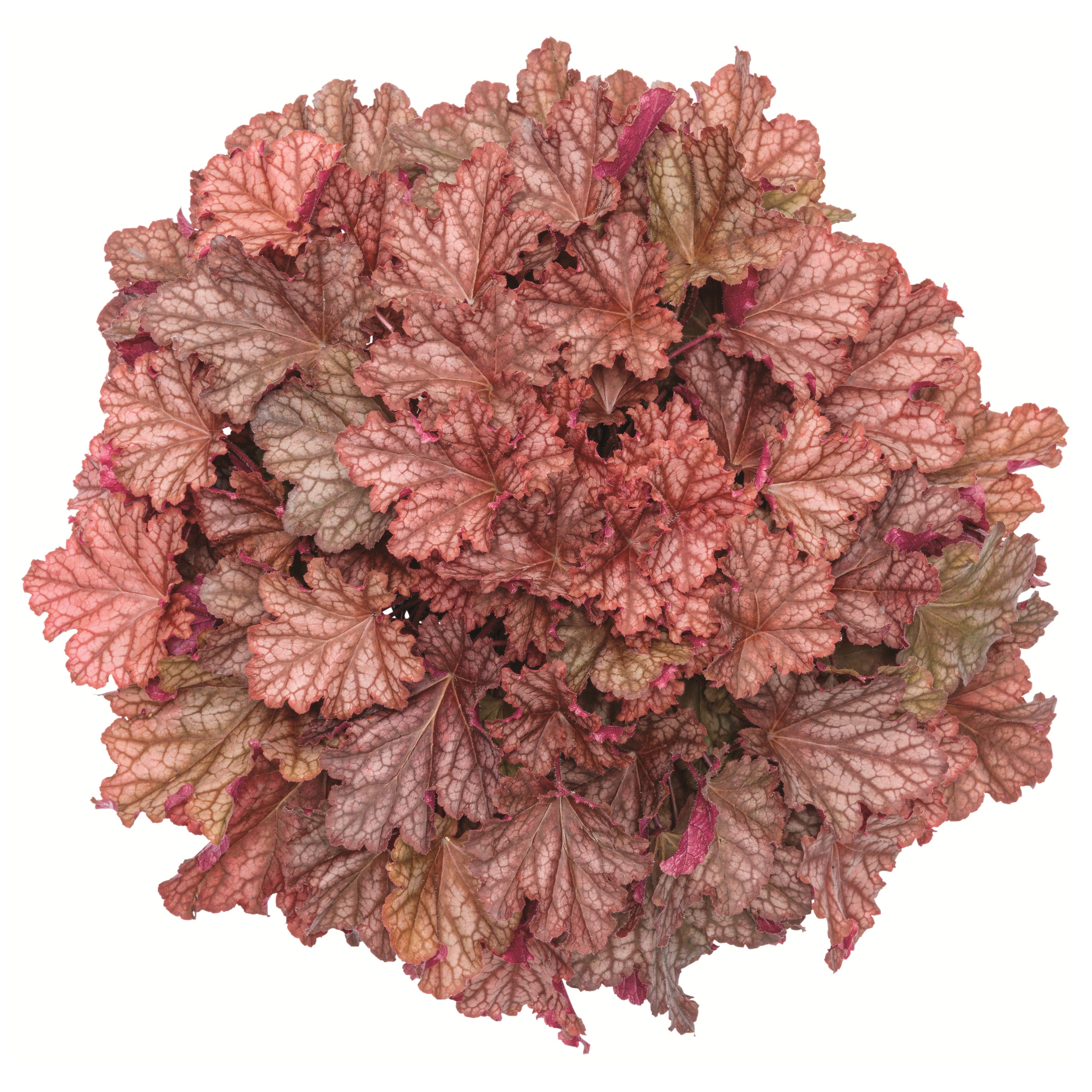 Coral Bells | Primo® 'Peachberry Ice' | Proven Winners® Perennials