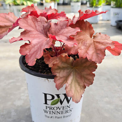 Primo® 'Peachberry Ice' Coral Bells (Heuchera hybrid)