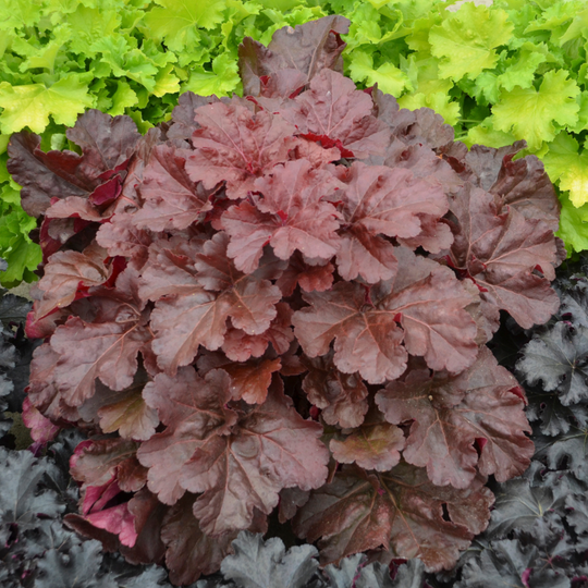 Primo® 'Mahogany Monster' Coral Bells (Heuchera)
