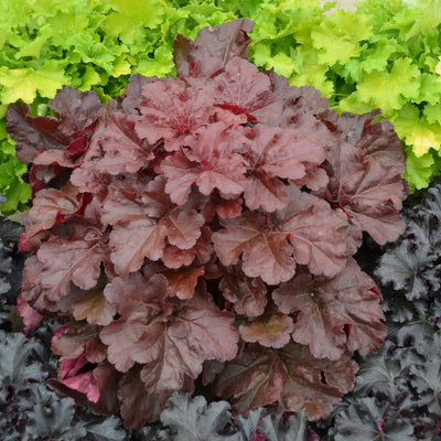 Dolce 'Mahogany Monster' Coral Bells up close.