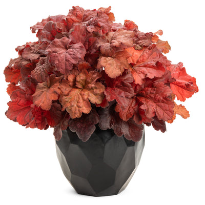 Dolce® 'Mahogany Monster' Coral Bells (Heuchera hybrid)