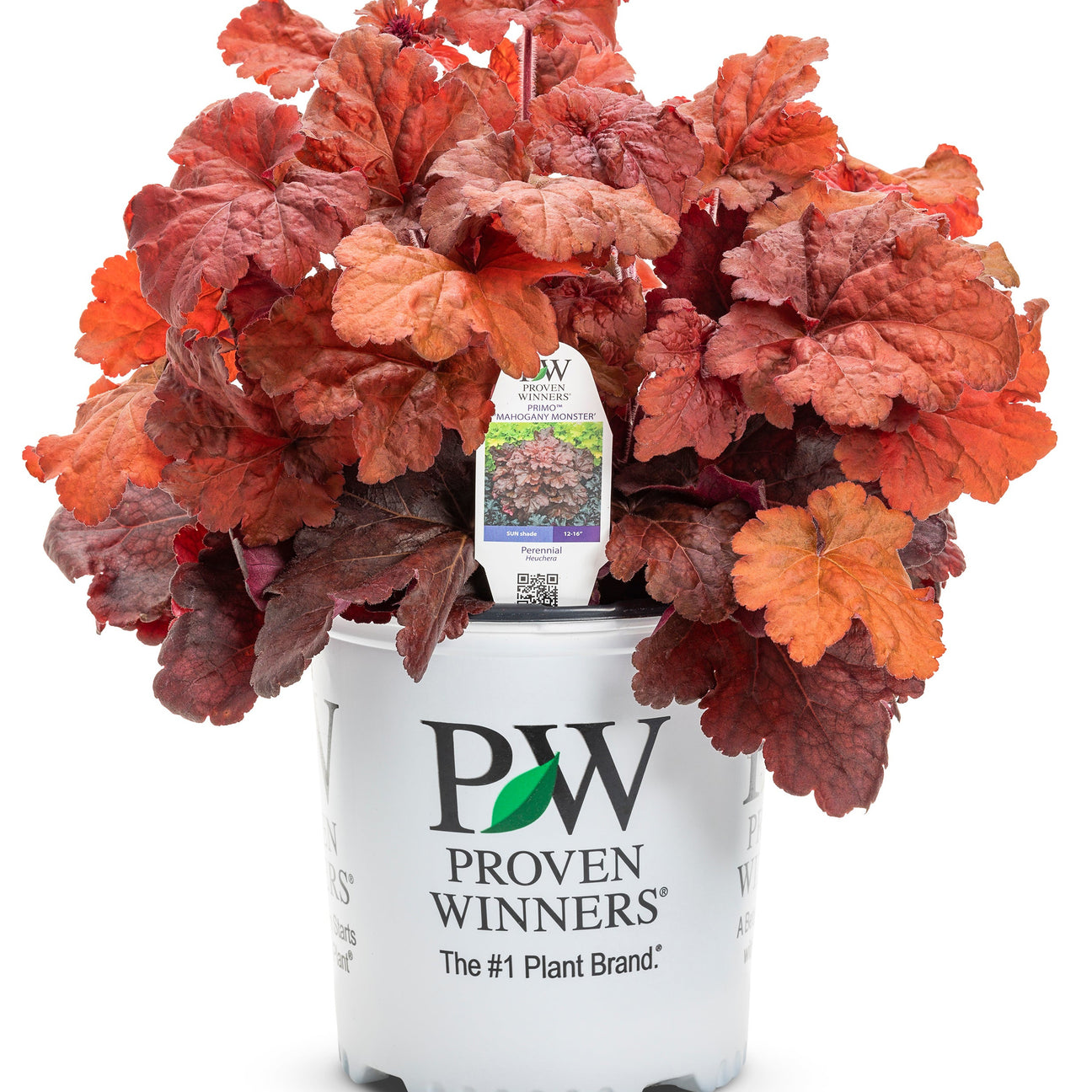 Heuchera–Coral Bells – Proven Winners Direct™