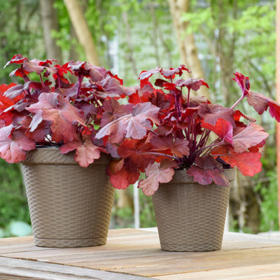 Dolce 'Mahogany Monster' Coral Bells in use.