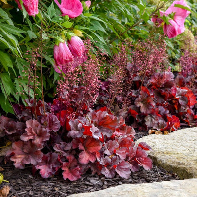 Dolce 'Mahogany Monster' Coral Bells in use.