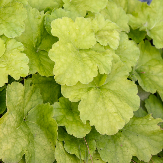 Primo® 'Pistachio Ambrosia' Coral Bells (Heuchera)