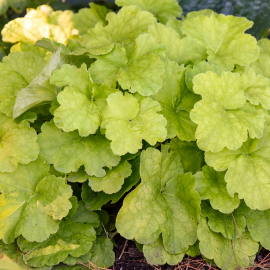 Primo® 'Pistachio Ambrosia' Coral Bells (Heuchera)