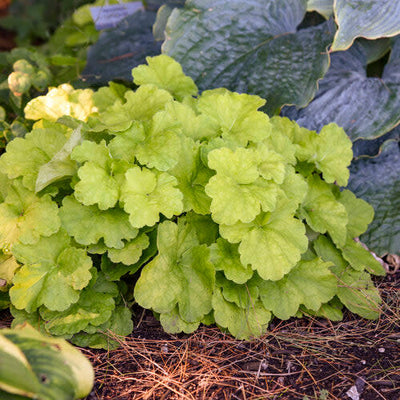 Dolce 'Pistachio Ambrosia' Coral Bells in use.