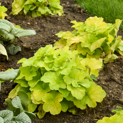 Dolce 'Pistachio Ambrosia' Dolce 'Pistachio Ambrosia' Coral Bells in use.