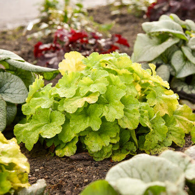 Dolce 'Pistachio Ambrosia' Coral Bells in use.