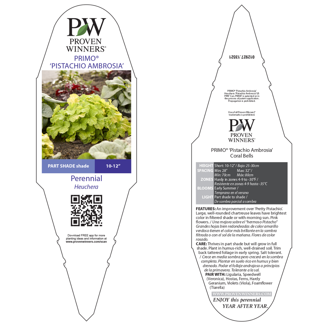 Coral Bells | Dolce® 'Pistachio Ambrosia' | Proven Winners