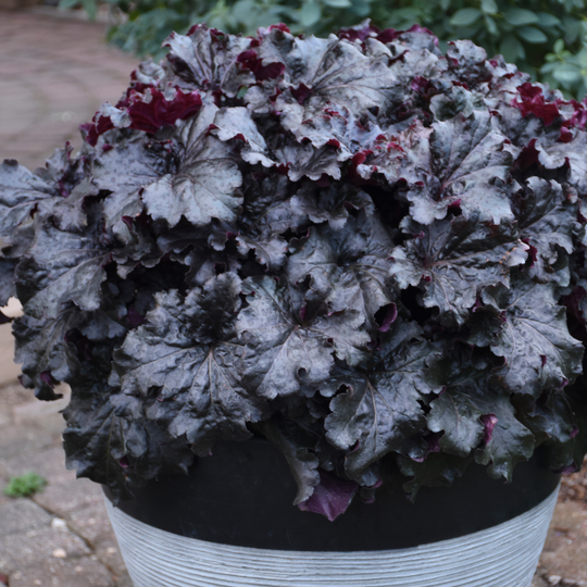 Dressed Up® 'Evening Gown' Coral Bells (Heuchera)